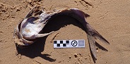 Sea barbel