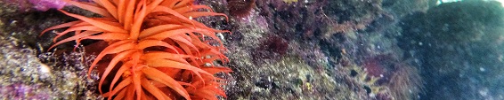 Strandloper Project Reef